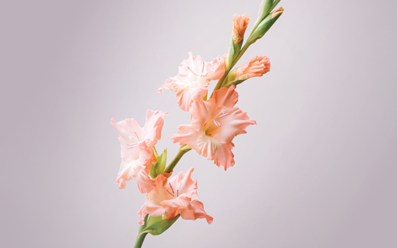 Antirrhinum en hidropon&iacute;a