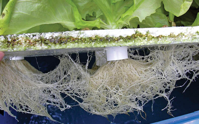 desinfectar hidropon&iacute;a