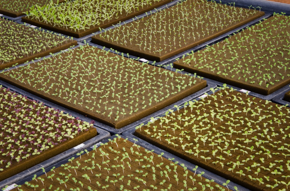 espuma fen&oacute;lica