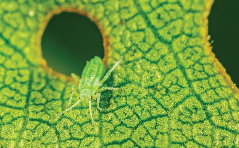 inseto verde translúcido sobre folha verde com buracos