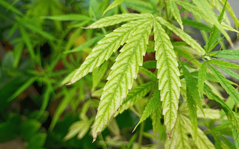 deficiencia de magnesio