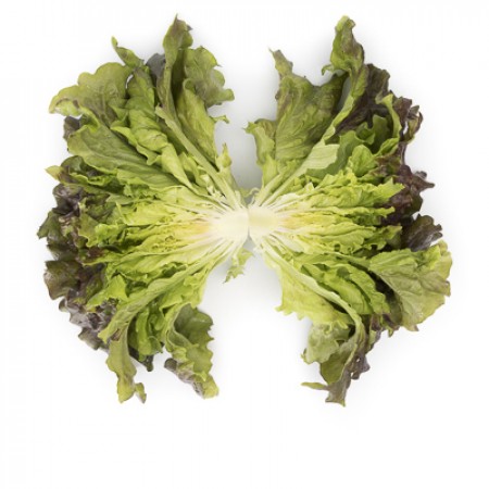 Lechuga Batavia Roja CLARINSKI Folhas de alface cortadas ao meio sobre fundo branco