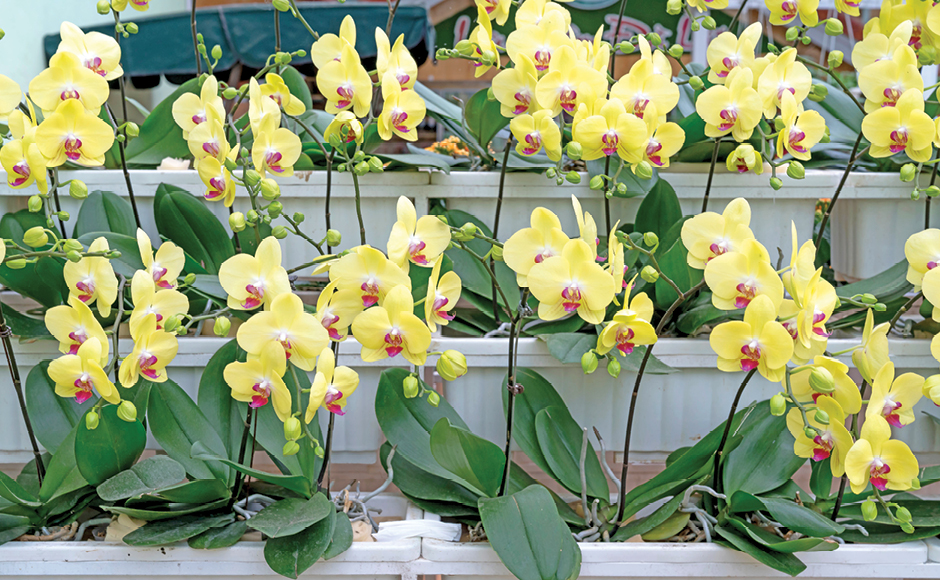 Orqu&iacute;deas en hidropon&iacute;a