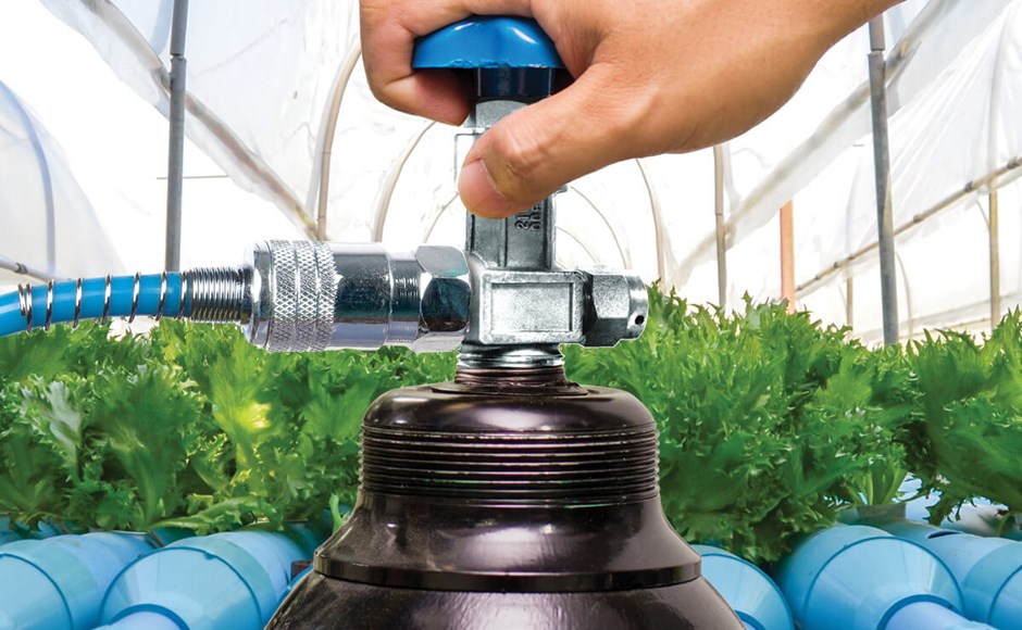 Mão ajusta válvula metálica de sistema de irrigação em estufa com tubos azuis e plantas verdes.