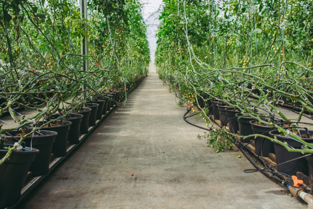 hidropon&iacute;a espa&ntilde;a