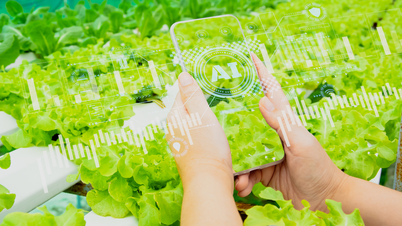Telemóvel transparente com ícones digitais sobre cultivo hidropónico de alfaces verdes