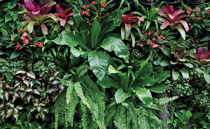 Painel vegetal decorativo com plantas verdes e folhagens roxas variadas