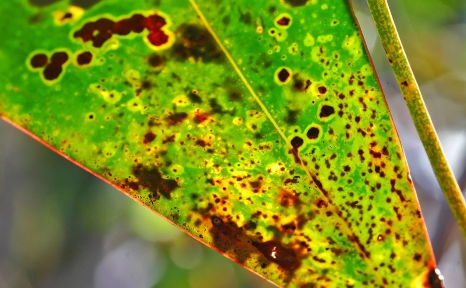 Folha verde com manchas castanhas e nervuras visíveis