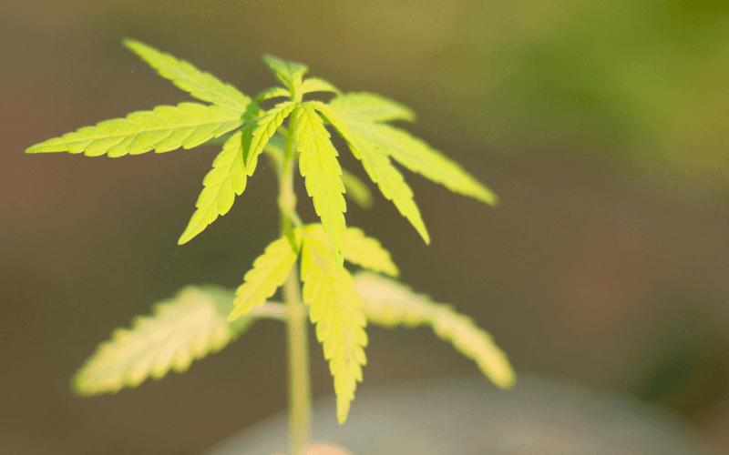 deficiencia de hierro