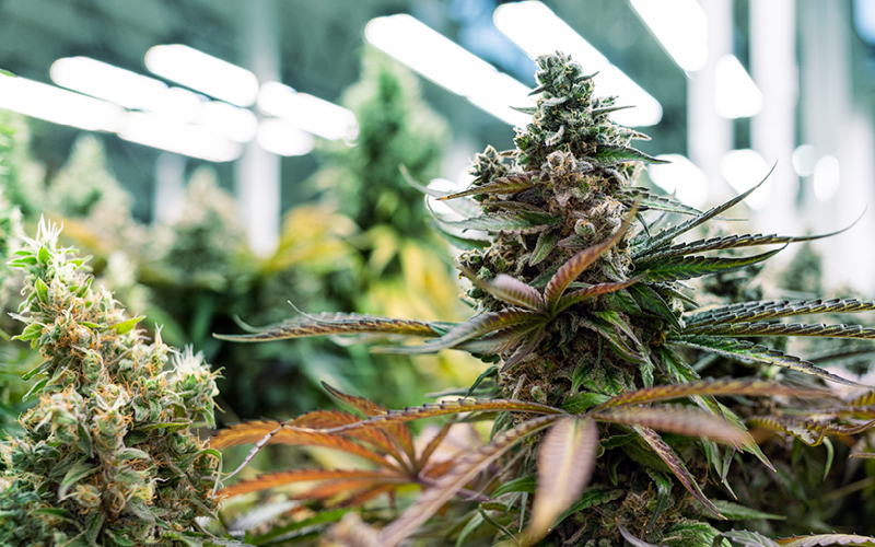 cannabis en hidropon&iacute;a