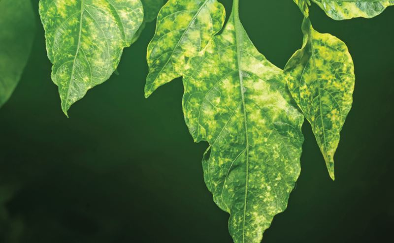 Folhas verdes com manchas amarelas em fundo verde