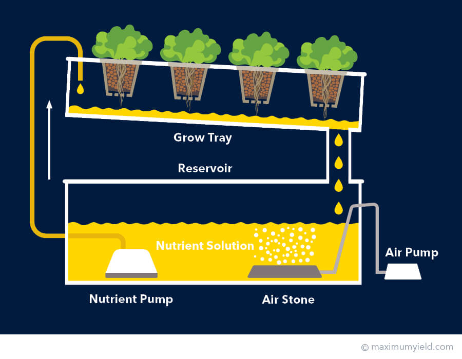 NFT Hidropon&iacute;a