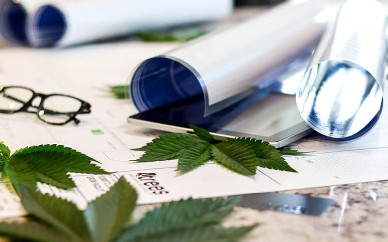 invernadero de cannabis