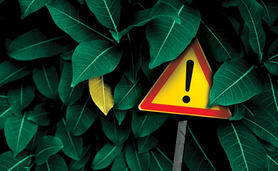 7 razones para las hojas amarillas Placa de aviso triangular amarela e vermelho com símbolo de exclamação entre folhas verdes.