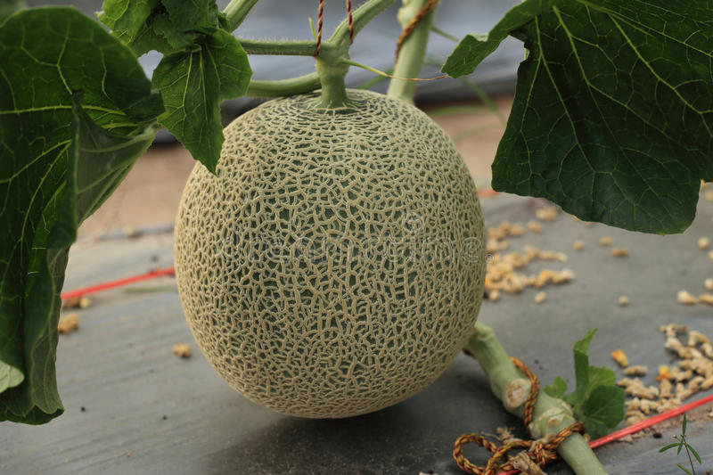 ¿Árboles frutales en Hidroponía? Melão cantalupo verde claro na planta com folhas verdes