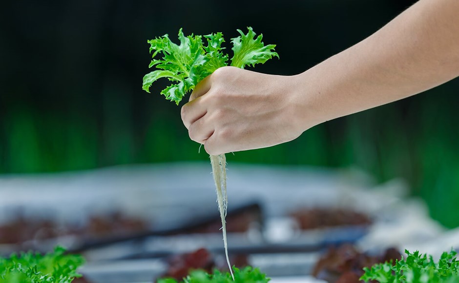 Hidroponía orgânica Mão segurando planta verde com raízes brancas em fundo de vegetação desfocada