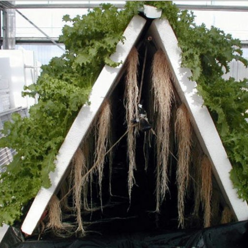 Estrutura triangular com plantas verdes e raízes expostas