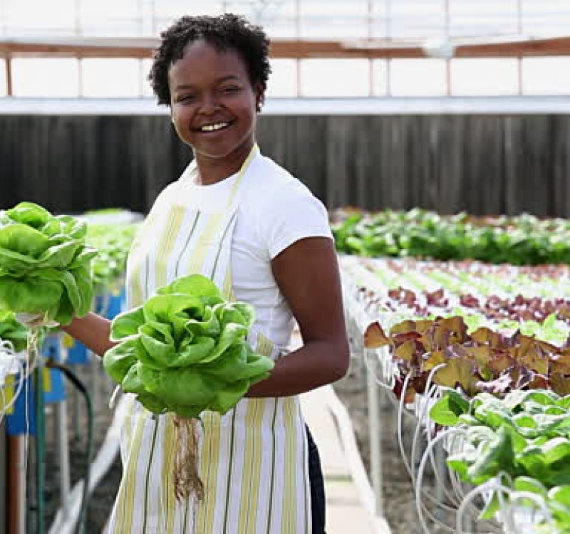 Mulher com alfaces frescas em estufa hidropónica