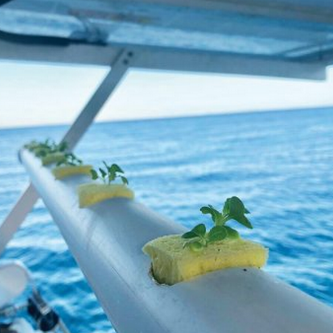 Pedaços de alimento amarelo com folhas verdes sobre superfície branca metálica com mar ao fundo