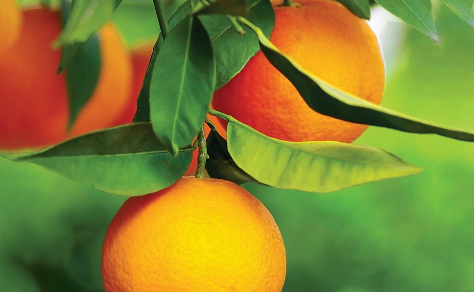 Três laranjas maduras com folhas verdes em ramo
