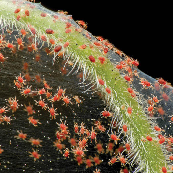 Aceites c&iacute;tricos