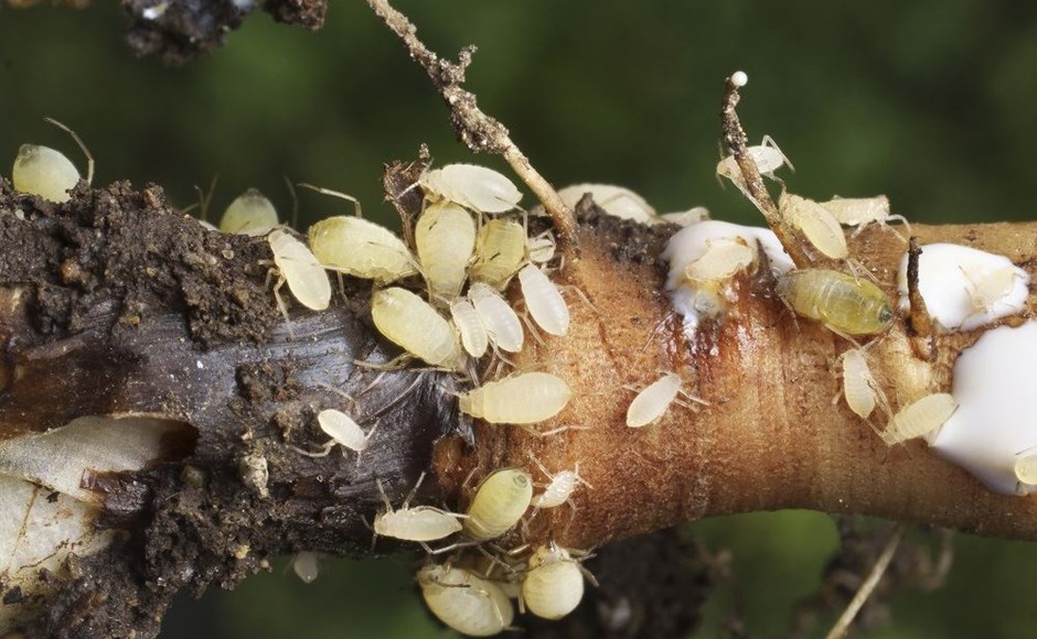 Insetos pequenos amarelos em ramo de árvore com casca e crosta