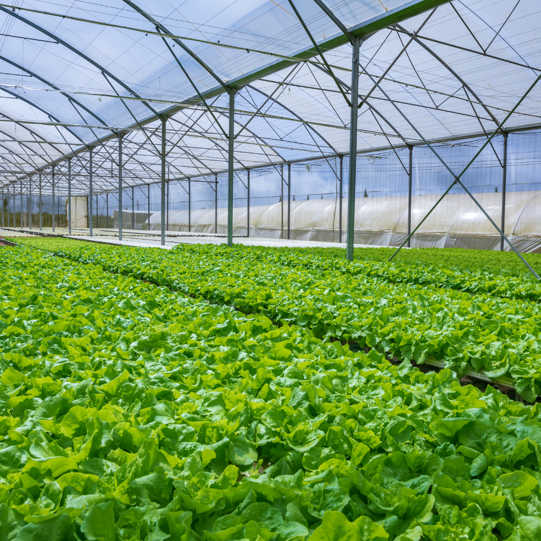 invernadero hidropon&iacute;a