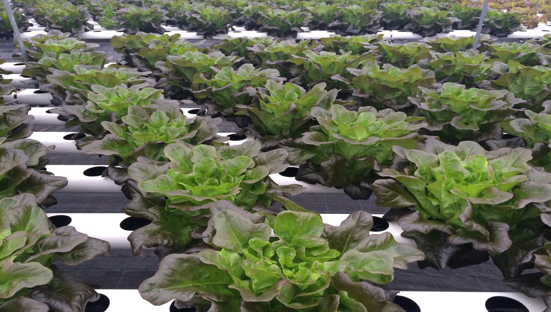 Plantas de alface em sistema hidropônico com suportes de plástico e tubos brancos