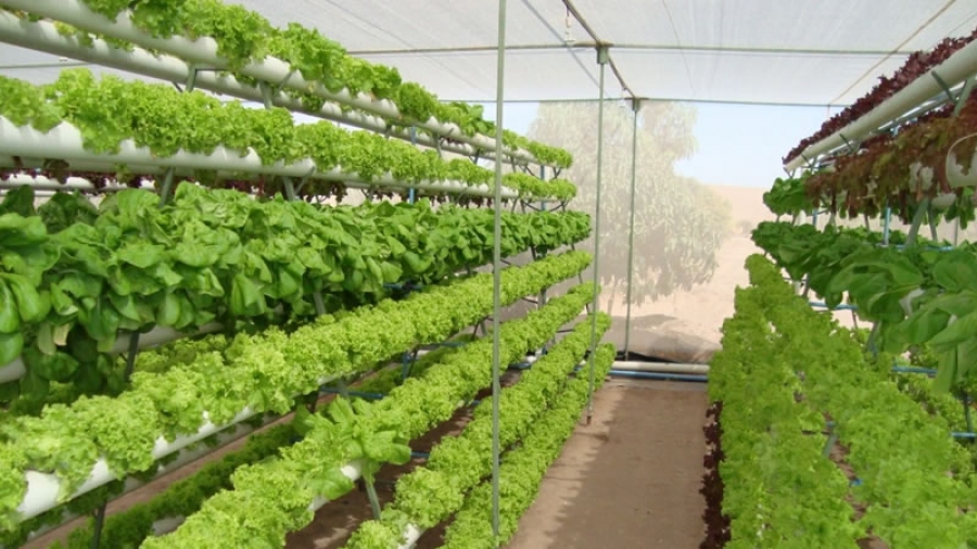 Estufa com fileiras verticais de alfaces hidroponicamente cultivadas