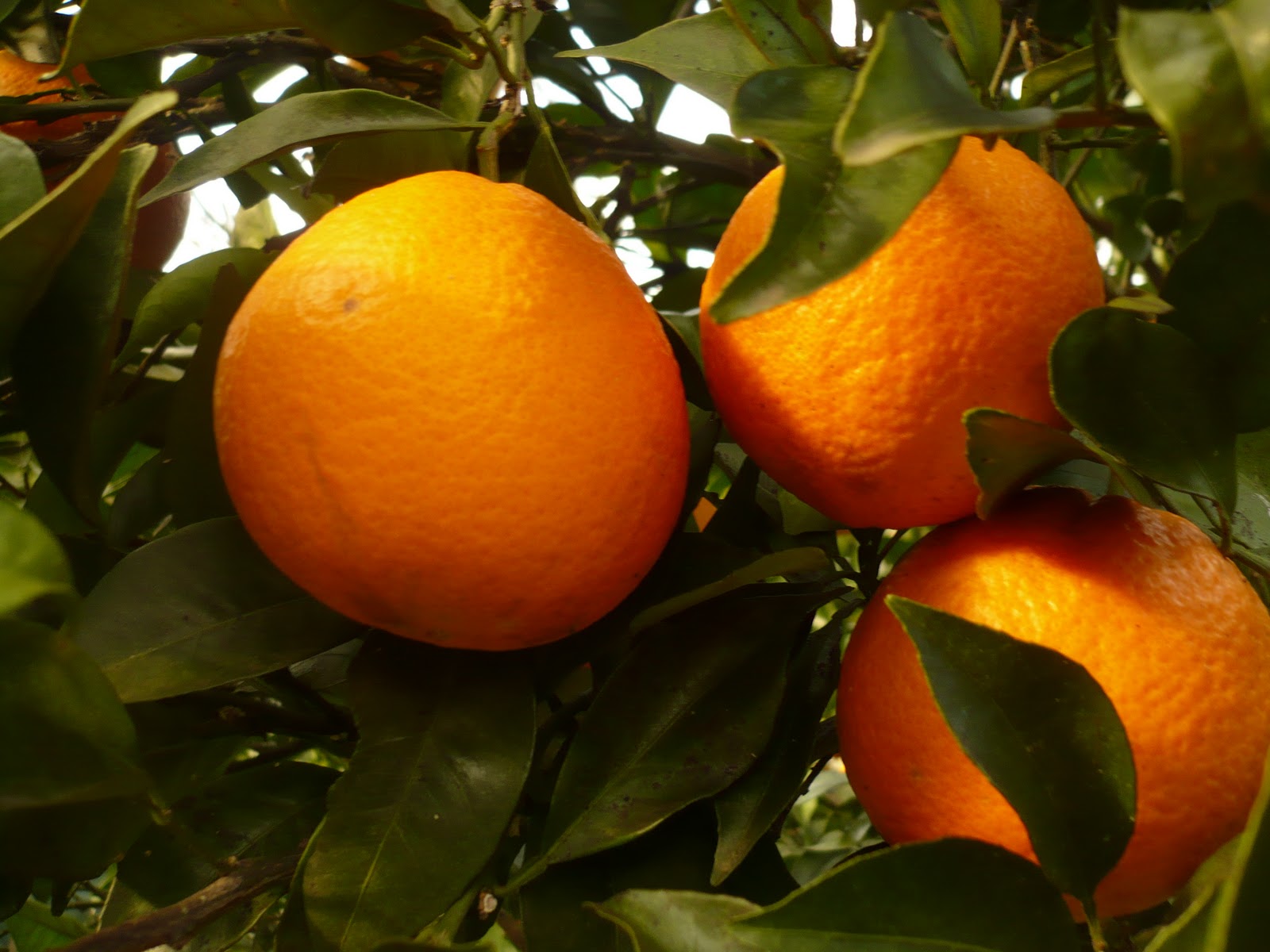 Três laranjas maduras penduradas em ramo com folhas verdes.