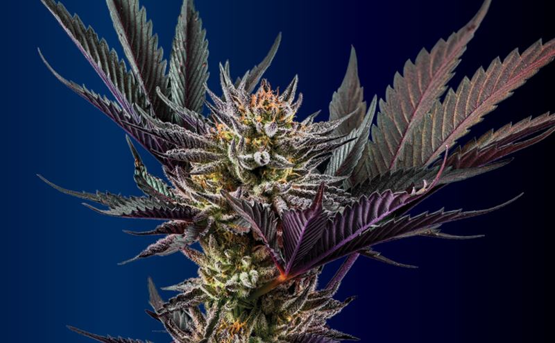 5 formas de cultivar cannabis en hidroponía Planta de cannabis com flores densas e folhas verdes e roxas em fundo azul