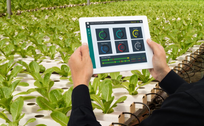 Pessoa segura tablet com painel digital em cultivo hidropônico de plantas verdes