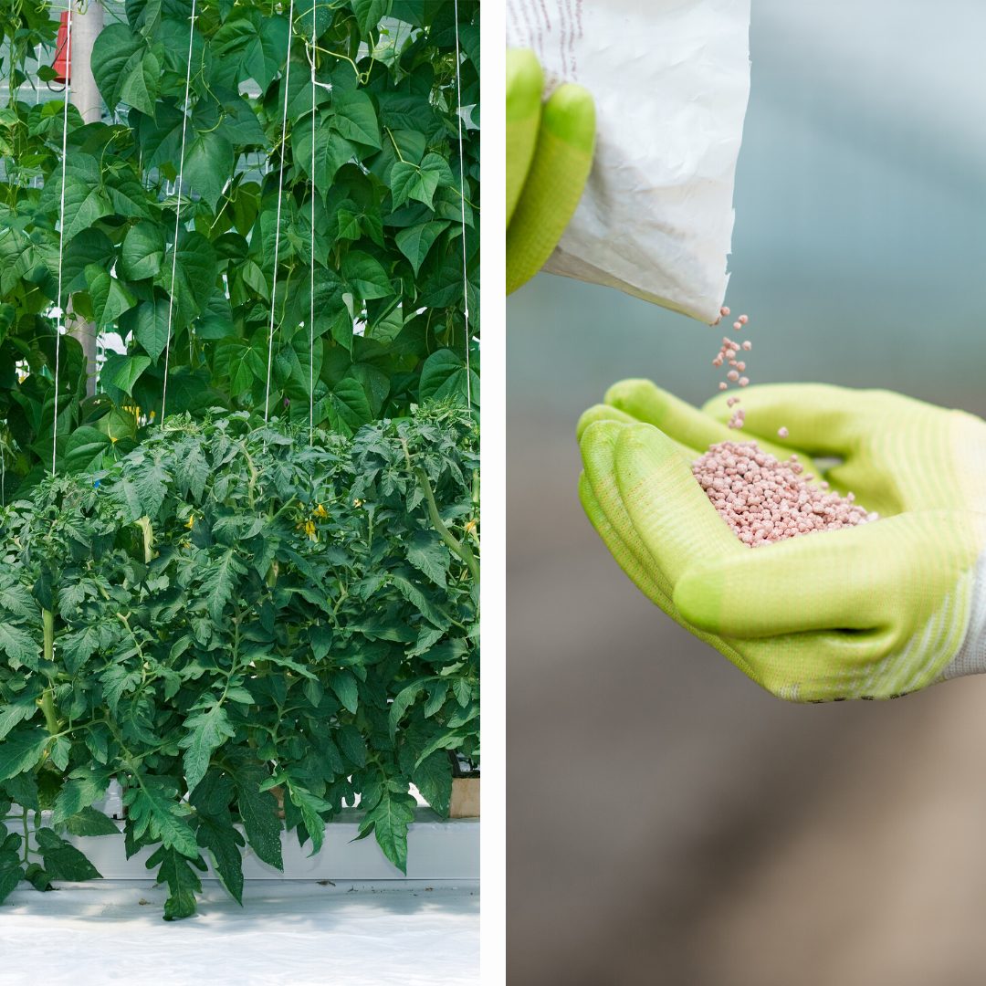 Kit de Nutrientes para Fruto — Fase Vegetativa | 1 a 1000L Plantas hidropónicas y mano con guantes sosteniendo gránulos rosados de fertilizante