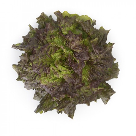 Lechuga Batavia Roja CLARINSKI Alface roxa vista de cima com folhas verdes e roxas