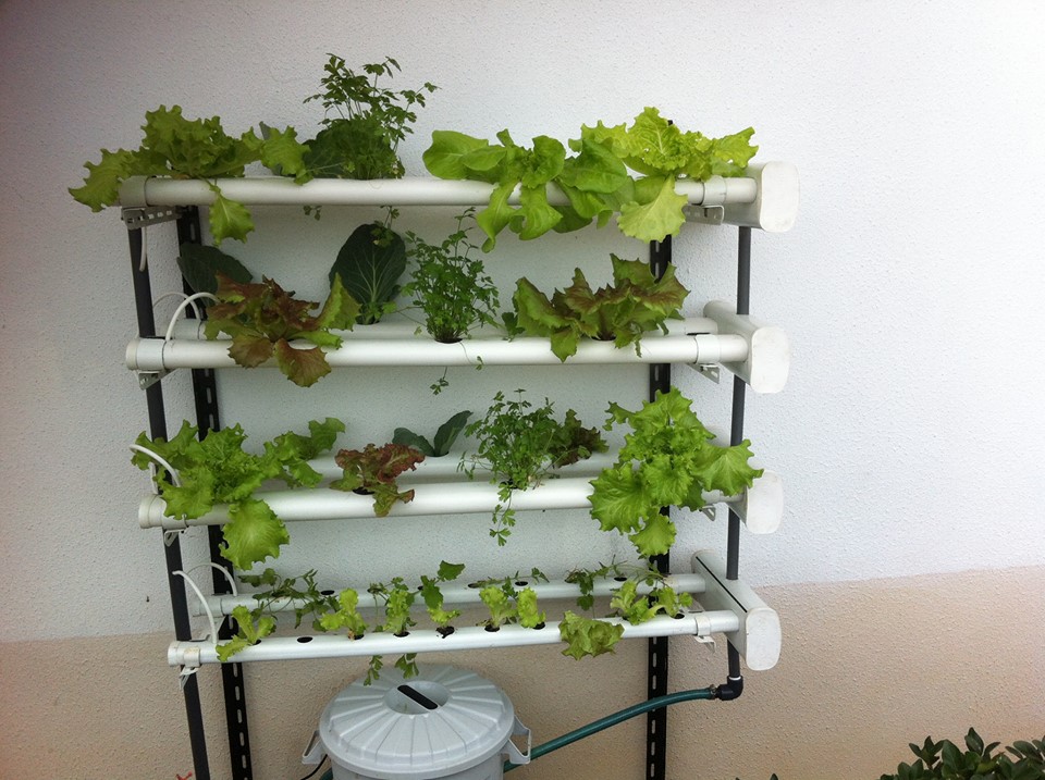 Hydro 70 Vertical Fijo Estufa hidropónica vertical com alfaces e ervas em tubos PVC branca