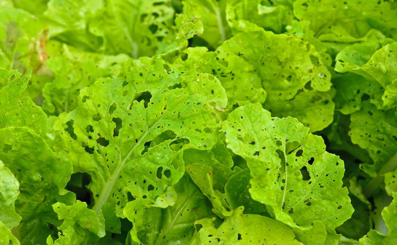Enfermedades causadas por hongos en la lechuga Folhas de alface verdes com buracos causados por insectos