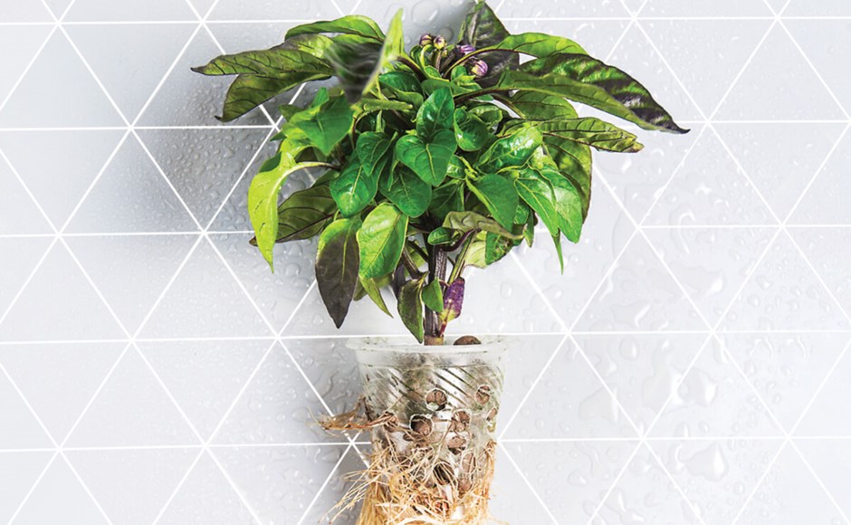 Planta com folhas verdes e roxas em vaso transparente com raízes visíveis e fundo com padrão de triângulos.