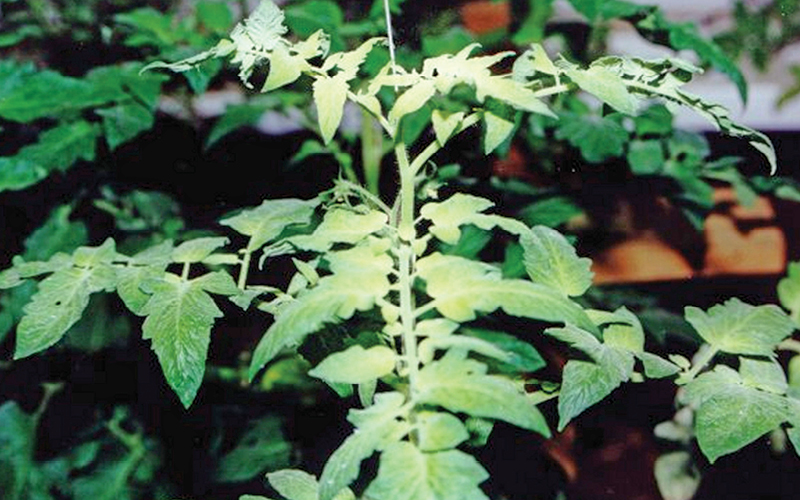 hierro en hidropon&iacute;a