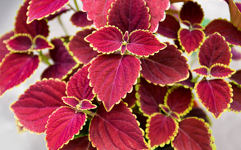 coleus hidropon&iacute;a