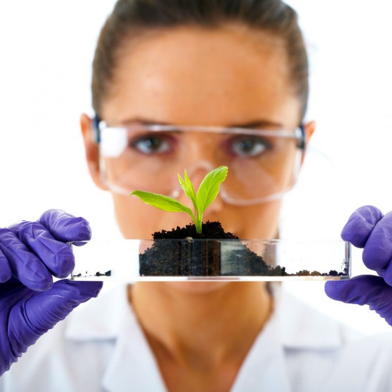 Pessoa com luvas e bata de laboratório segurando placa de Petri com planta.
