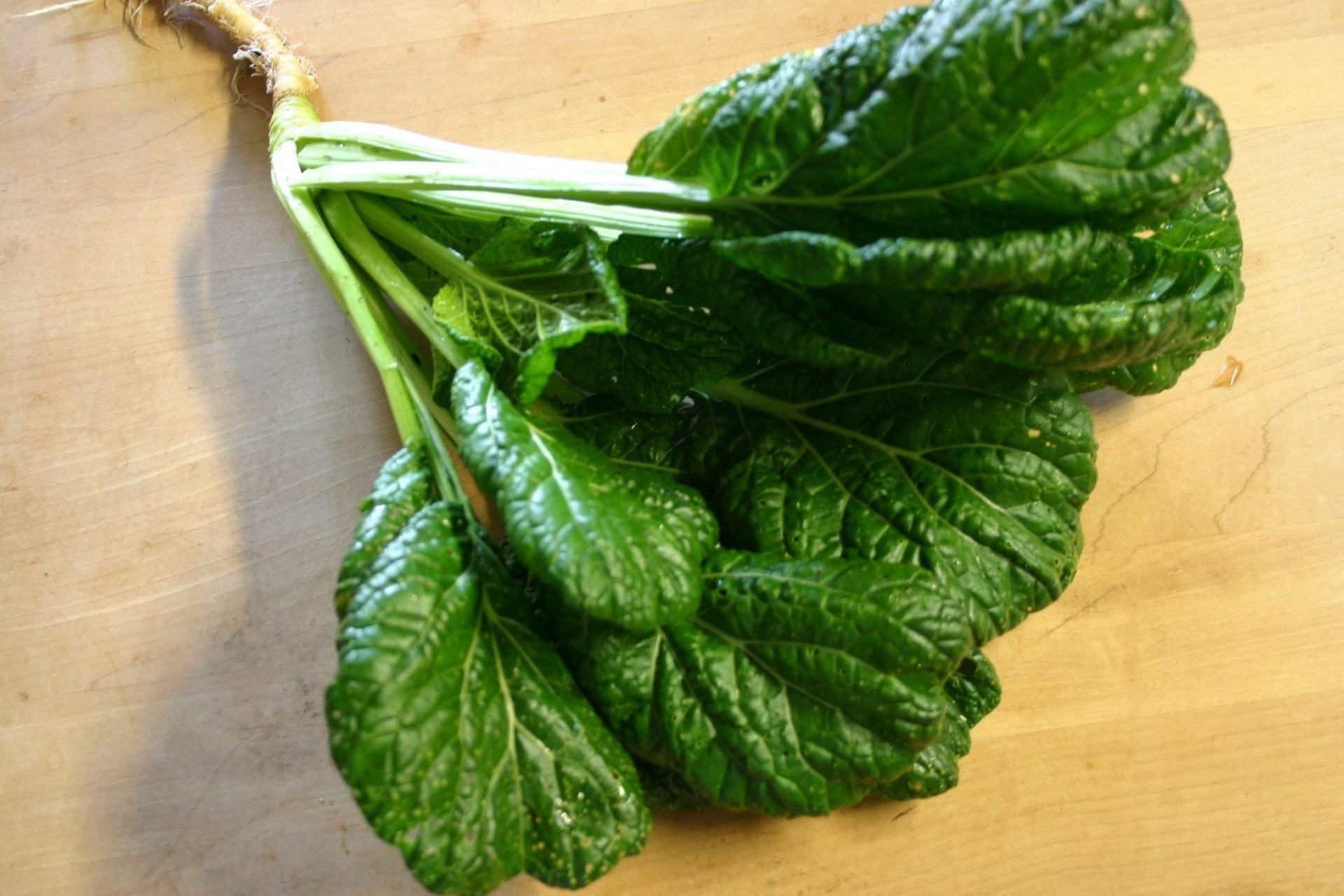 Misome cultivos hidrop&oacute;nicos