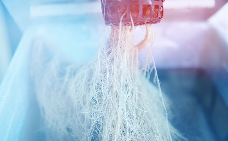 raízes finas e brancas de plantas suspensas por estrutura vermelha em ambiente iluminado