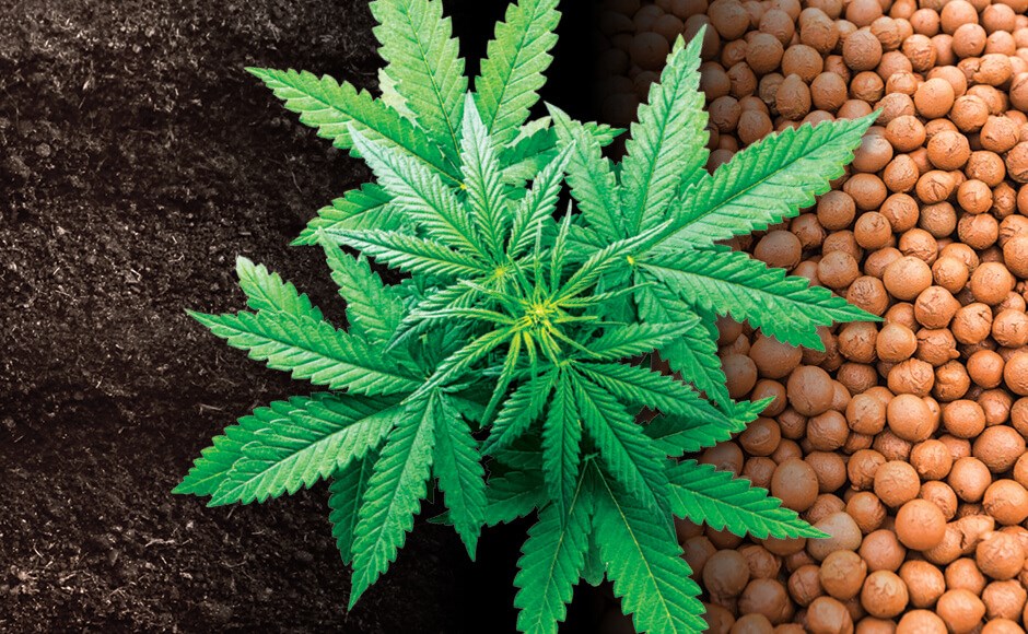 Planta de cannabis entre solo escuro e bolas marrons