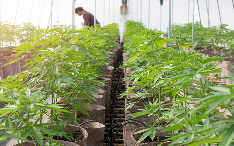 hidropon&iacute;a macetas