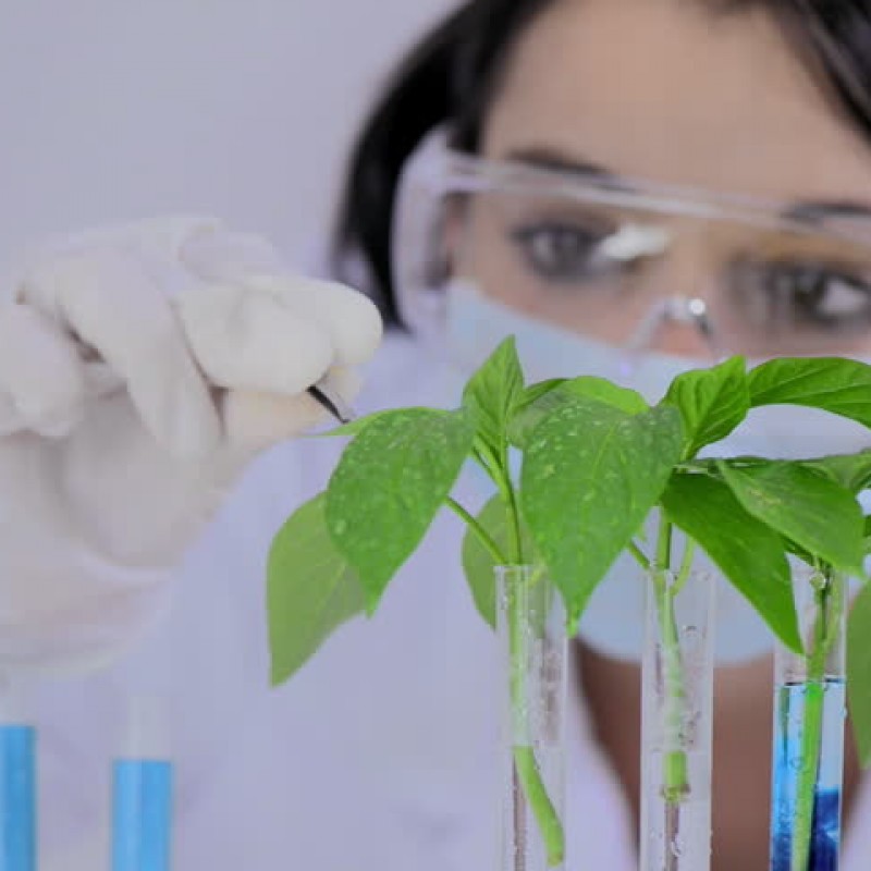 Pessoa em laboratório com plantas em tubos de ensaio