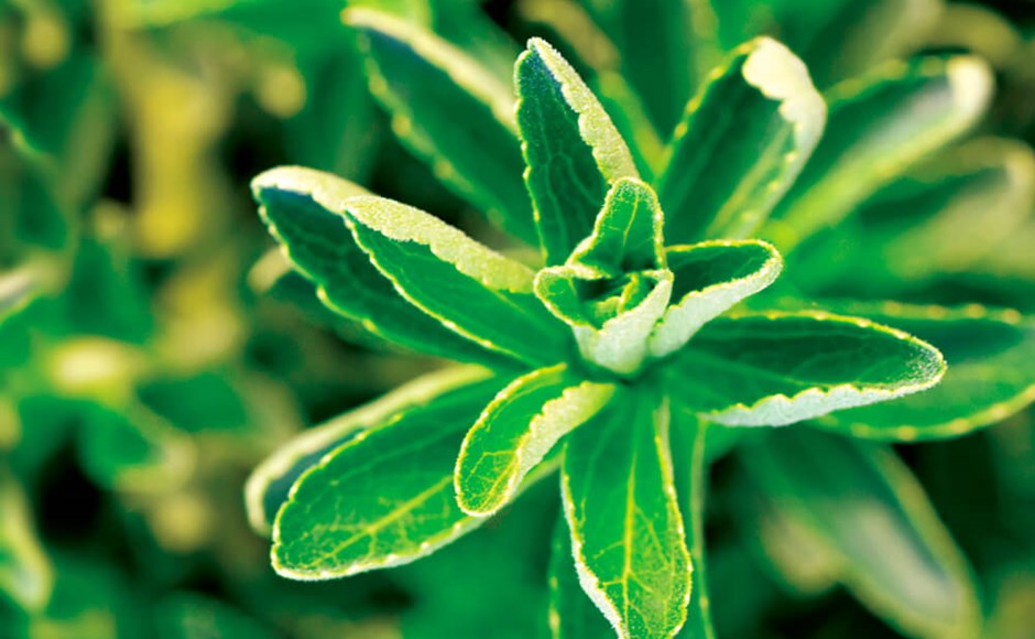 Folhas verdes com textura aveludada e margens onduladas em fundo verde desfocado