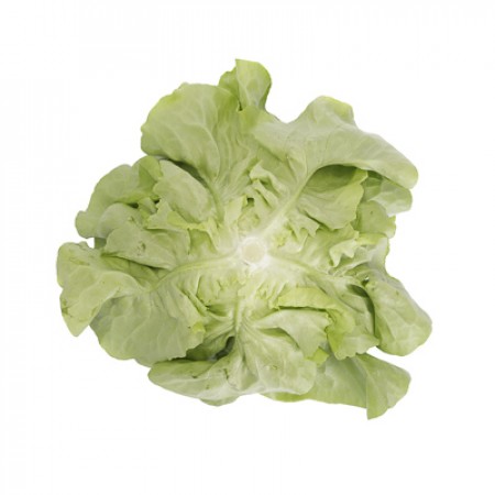 Lechuga Verde Lisa BASILIO Alface fresca vista de cima
