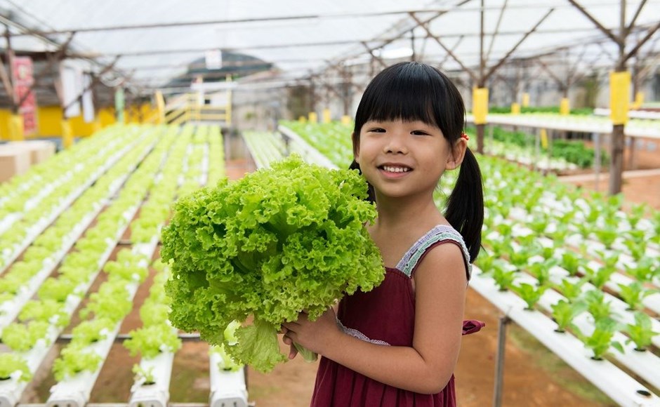Menina segurando alface fresca numa estufa hidropónica com várias fileiras de plantas verdes