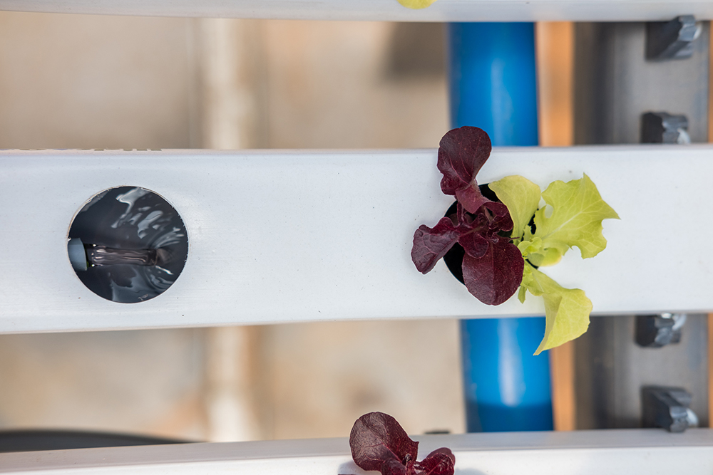 soluci&oacute;n nutritiva hidropon&iacute;a