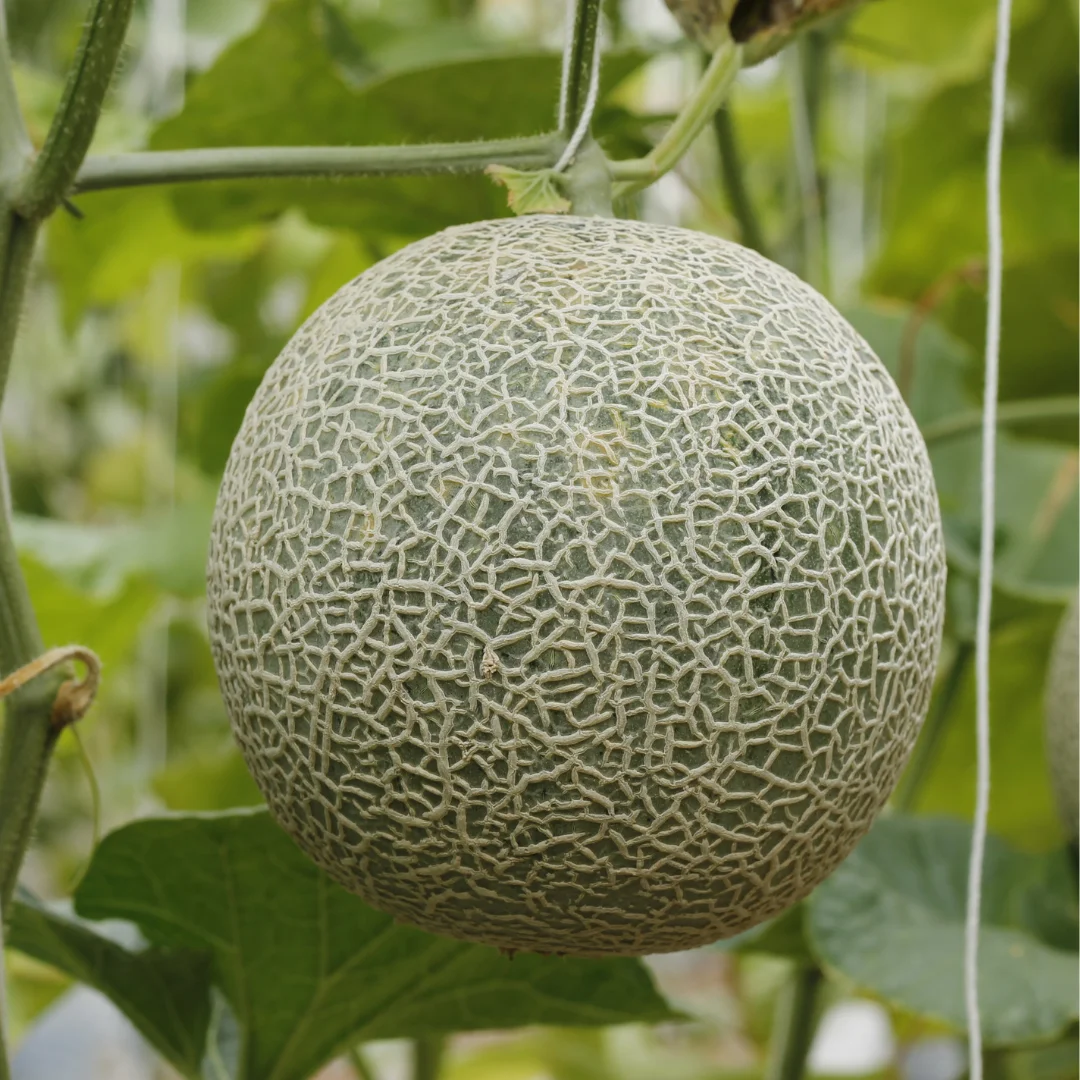 melones aeropon&iacute;a